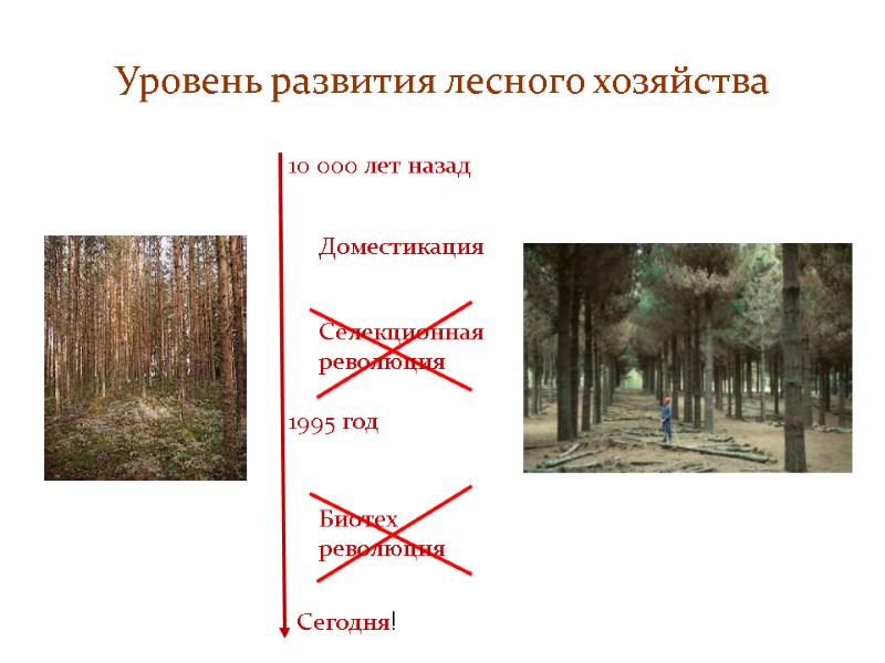 Уровень развития лесного хозяйства 10 000 лет назад Доместикация Селекционная революция Биотех революция Сегодня!